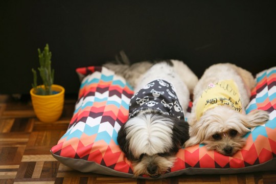 Setor está em alta com forte crescimento e faturamento de R$ 16,7 bilhões no Brasil. Foto: Divulgação