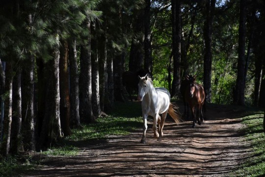 Tirar o estresse  cavalgando. Foto: Bebel