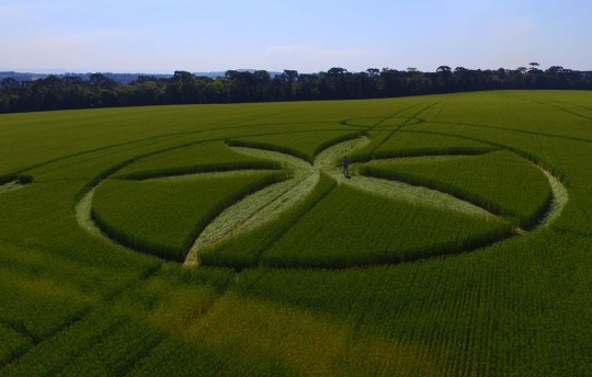 Agroglifos, desenhos feitos por ETs . Foto: Divulgação