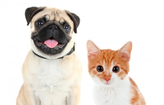 Como escolher um hotel, pet sitter ou viajar com seu bicho de estimação