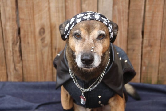 Evento Pet acontece nos dias 18, 19 e 20 de agosto apresenta as novidades nesta primeira edição