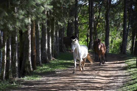 Contato direto com a natureza, ar puro, relaxamento e muito verde são os atrativos do Hotel Fazenda das Araucárias, onde também é possível aprender ou praticar cavalgada