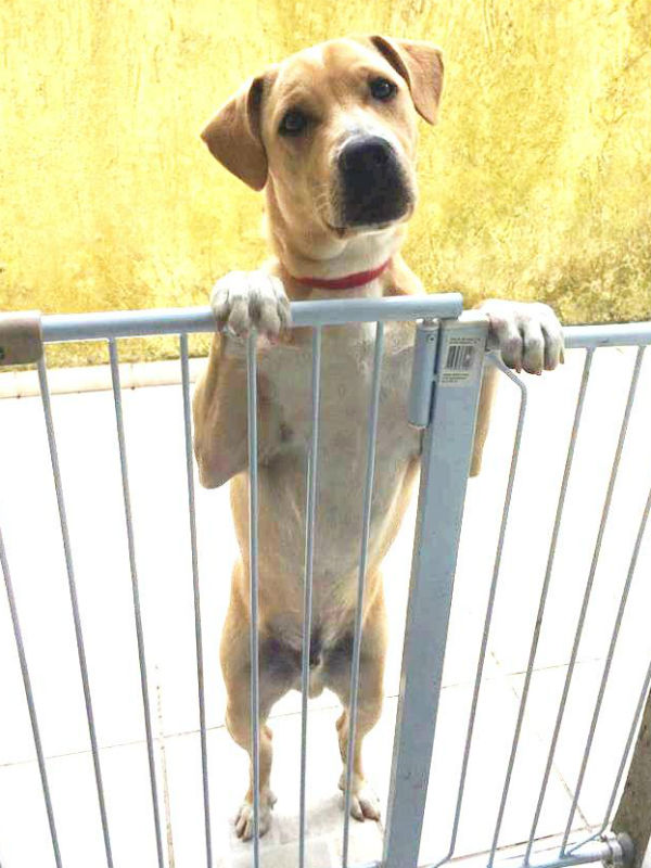 Adoção responsável: Habib, esse “mix” de labrador com boxer tem oito meses, é brincalhão e gosta até de gatos. Para adotá-lo, fale com a Lídia Peixer (41) 99912-6830.