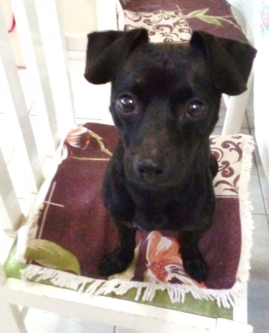 Adoção responsável: Billy tem jeito de pinscher, cerca de dois anos e porte pequeno. Será entregue ao adotante castrado e vacinado. Informações com Tadeu Soares (41) 98400-1107 Foto / Divulgação