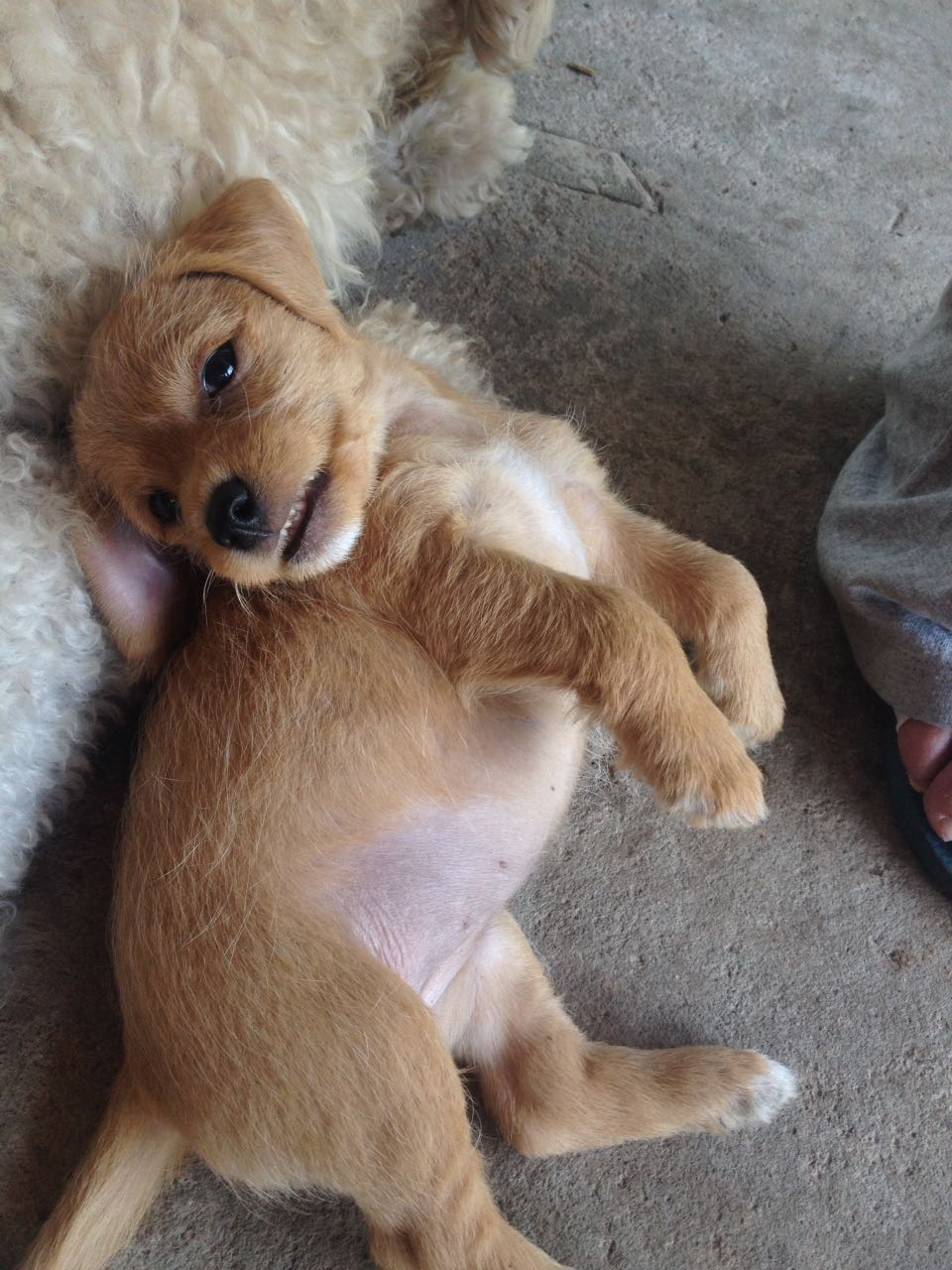 Adoção responsável: Leia, esta linda “mistura de poodle com fox paulistinha”, que tem nome de princesa da saga Star Wars, está disponível para adoção responsável. Informações com Raquel Santana (41) 99775-5241 Foto/ Raquel Santana