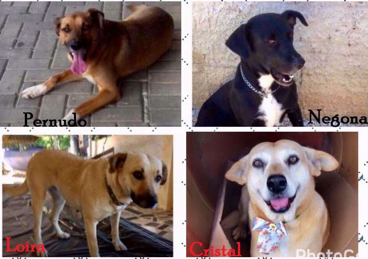 Todos estes lindos cães que foram resgatados das ruas, estão disponíveis para a adoção. Informações com Ana Paula 41 98434.1302