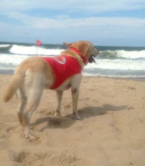 Ice, o Labrador que auxilia no resgate de vítimas de afogamento na praia de Cabeçudas, em Itajaí (SC). Foto/ Arquivo Thiago Evandro Amorim