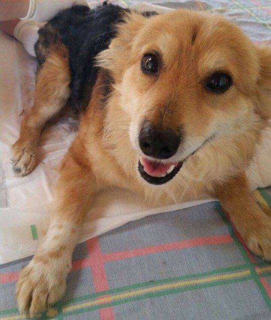 Raposinho mobiliza corrente do bem em prol de sua saúde e também por outros animais. Foto/ Divulgação.