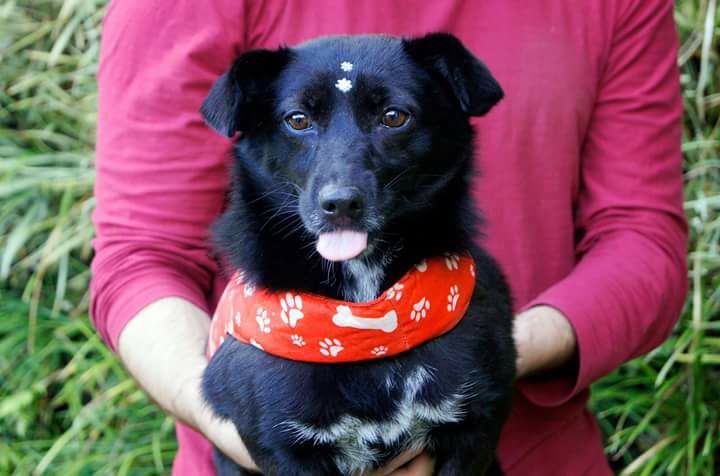 Adoção responsável: Princesa tem três anos, porte médio e já está castrada. Muito ativa, ela ama brincar e se dá bem com outros cães. Adoção com Maria Mendes (41)99710-0207. Foto Ana Carolina/ Thaby