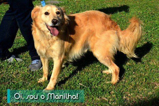 Adoção responsável: Manilha foi resgatado de maus tratos, preso dentro de uma manilha. Dócil, ele dá bem com outros cães e é mais tranquilo com mulheres, talvez pelas agressões de seu antigo tutor. Para adotar ele e outros animais resgatados procure o Centro de Referência para Animais em Situação de Risco (Crar), na CIC (ver agenda). Foto: Levy Ferreira/SMCS