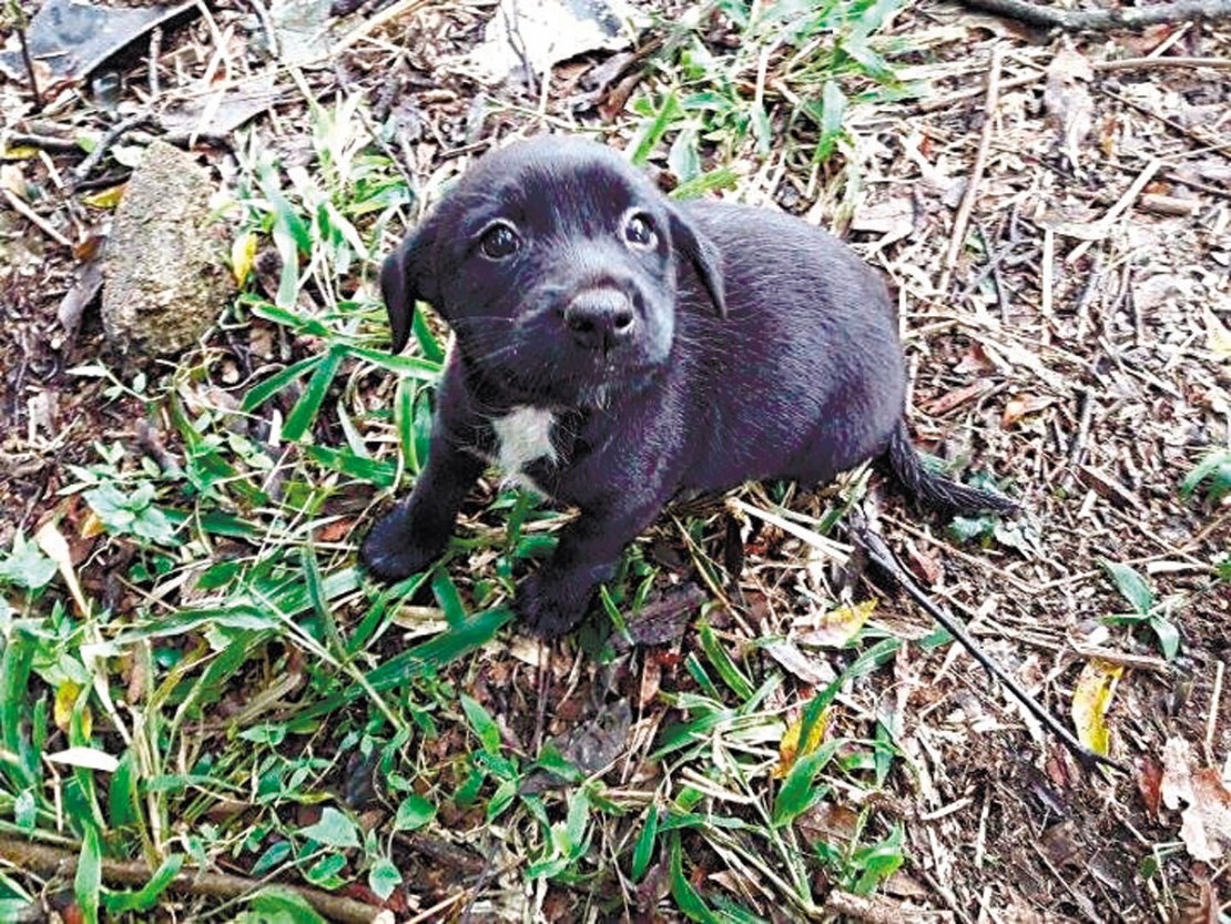 Cuidando dos animais idosos