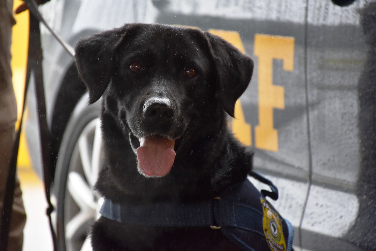 Popó, o cão policial ganhou a merecida aposentadoria. Foto: Divulgação PRF PR