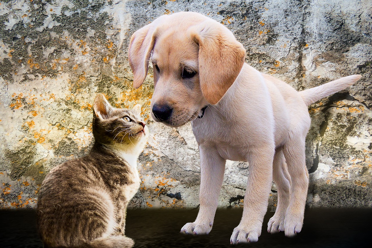 Feiras de adoção de cachorros e gatos movimentam Curitiba e região. Foto: Pixabay