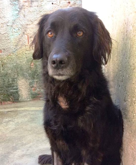 Adoção responsável: Eros tem mais ou menos dois anos, porte grande e já está castrado. Resgatado em Colombo, ele passou por um tratamento contra um Tumor Venéreo Transmissível (TVT), mas fez quimioterapia e já está bem. Muito dócil, ele gosta de crianças e convive bem com outros animais. Para adotá-lo fale com a Rosana Glock (41) 99953-2109 Foto: Divulgação