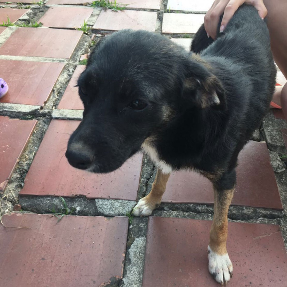 EUA: amor aos cães e sem animais abandonados nas ruas