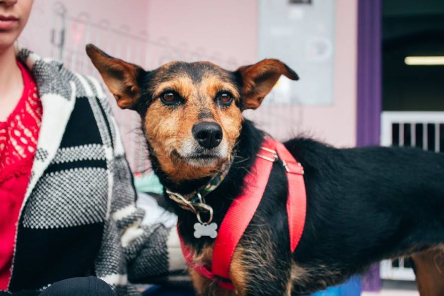 Essa é a Matilde, uma mocinha que lembra a famosa Estopinha. Muito dócil, ela já está castrada e vacinada, pronta para ir para seu novo lar. Para conhecê-la escreva para o pessoal do Tomba Latas: www.facebook.com/tombalatas/ Foto: João Prendin