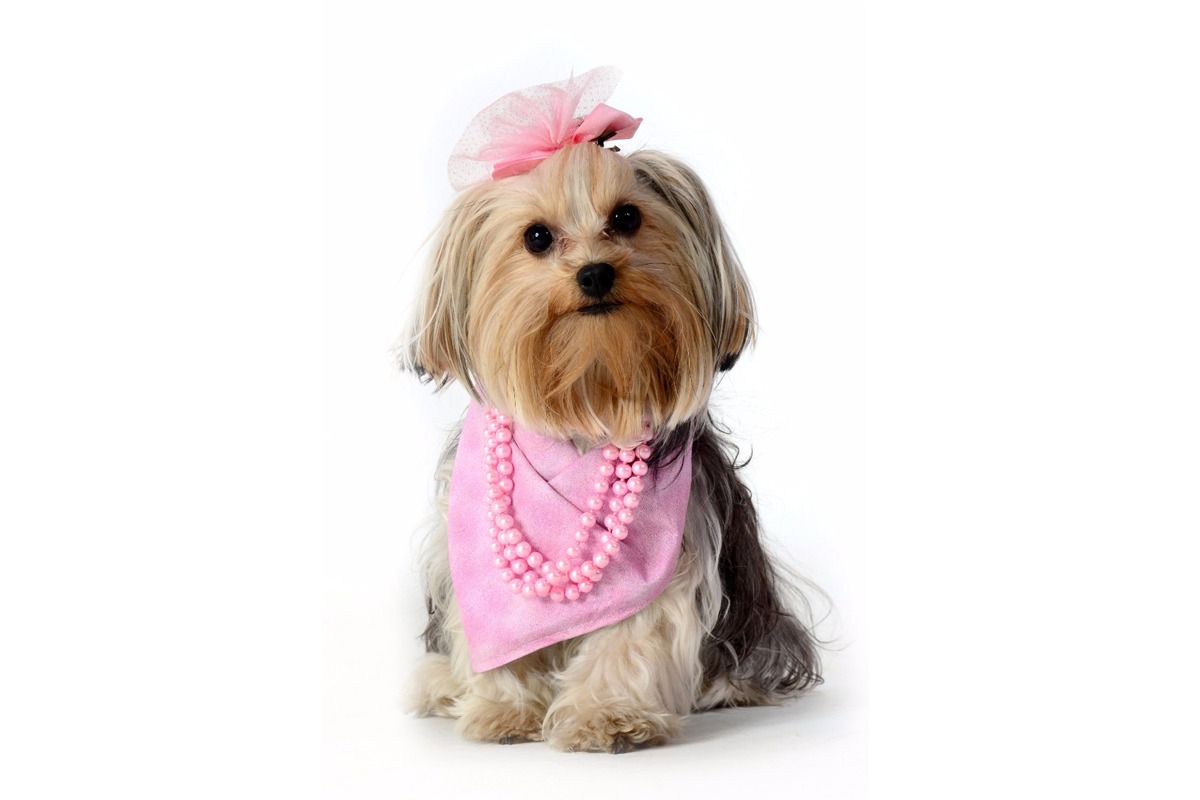 Outubro rosa, o alerta também serve para os pets. Foto: Pet Model Brasil - Elayne Massaini