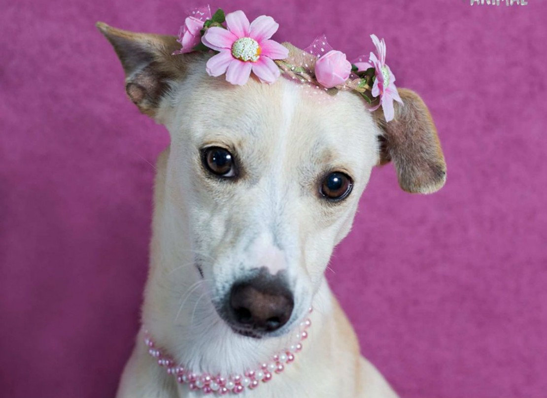 Foto: Thais Rossa - Paparazzi Animal