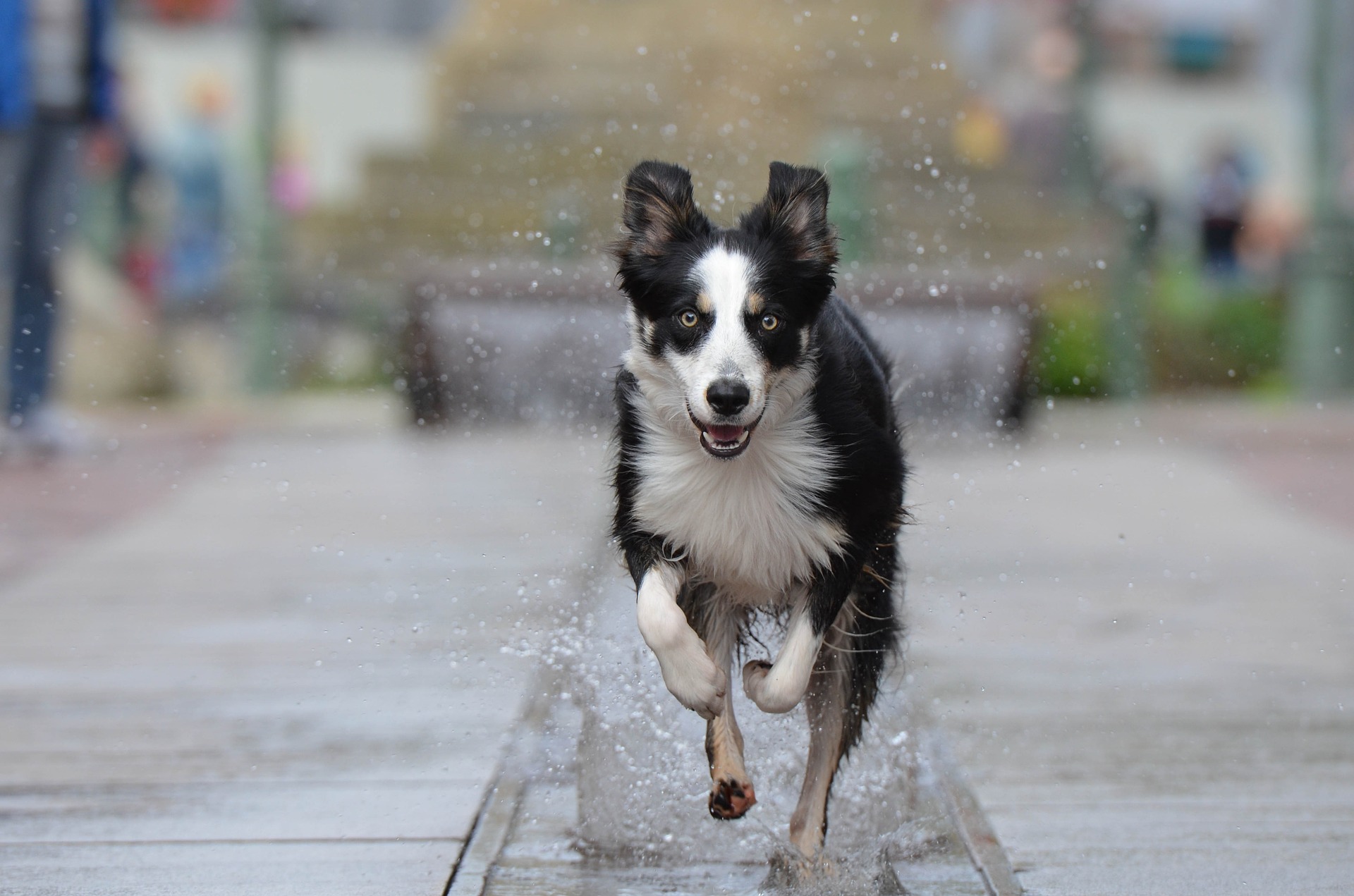 Cães são rápidos e podem percorrer vários quilômetros em pouco tempo, se afastando de casa. Foto Pixabay