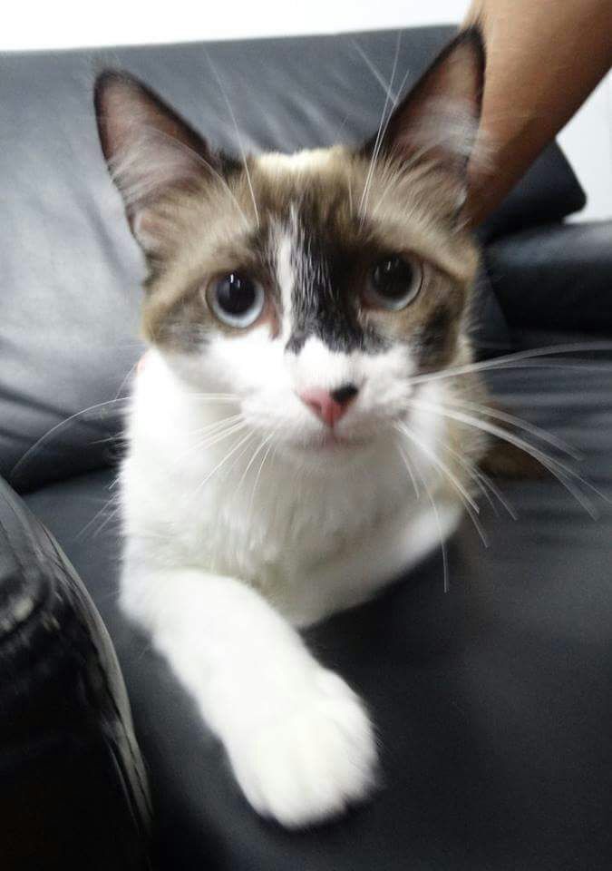 Adoção responsável: Bebeth é uma gatinha adulta, que tem cerca de um ano e que convive bem com cães, mas prefere ser a única felina da casa. Já castrada e vacinada, ela será doada para lares seguros e sem acesso à rua. Adoção com a Carol (41) 99981-6052 ou Camile (41)99643-6204.