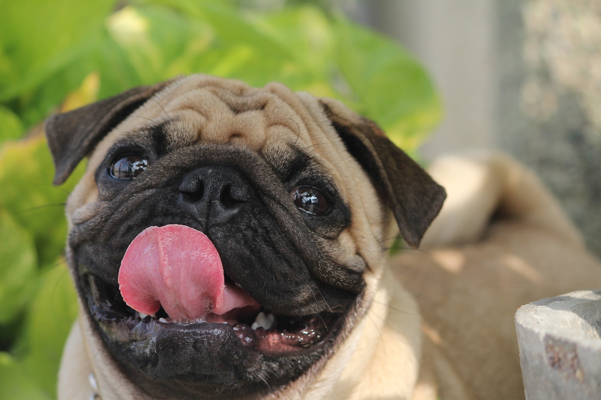 Encontro de Pugs acontece no sábado, no HiperZoo. Foto: Pixabay.