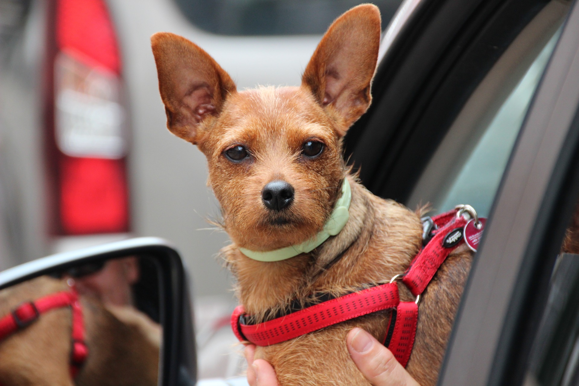 Cães podem viajar de carro, mas é importante não esquecer de garantir a segurança dos pets. Foto ilustração: Pixabay