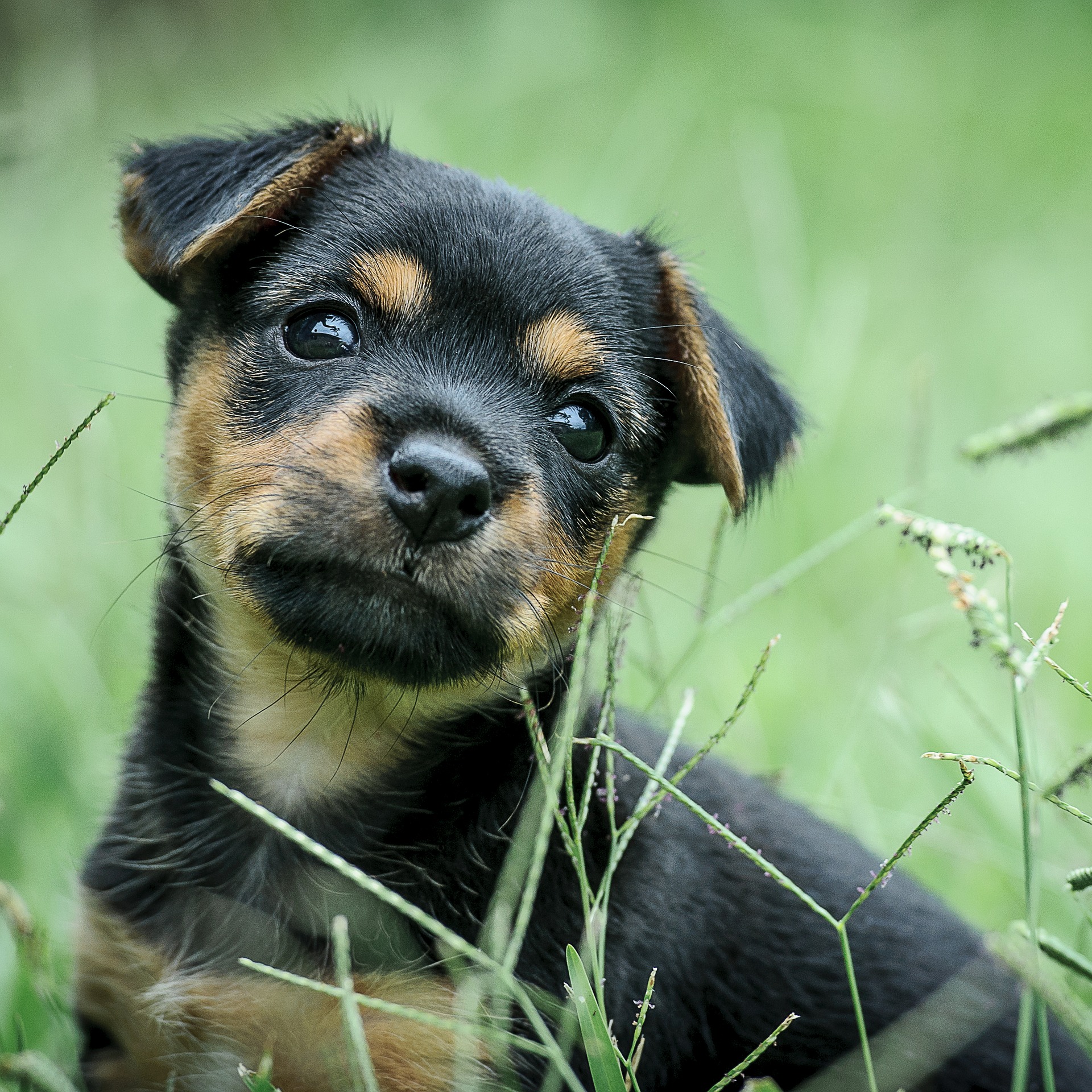 Cães adultos e filhotes podem ser adotados nos eventos que acontecem em Curitiba este fim de semana. Foto: Pixabay