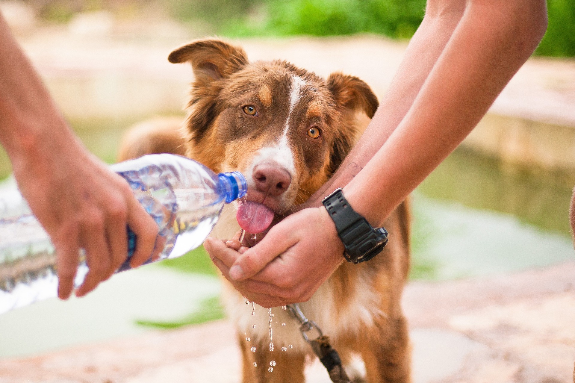 Oferecer água fresca durante o passeio e em outros momentos do dia, evita que o animal fique desidratado. Foto: Pixabay