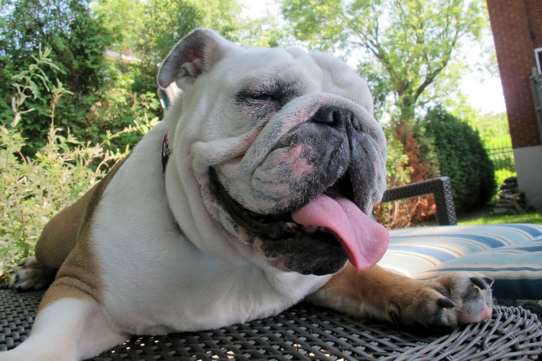 Calor pode reduzir a disposição e o apetite dos animais. Foto: Pixabay