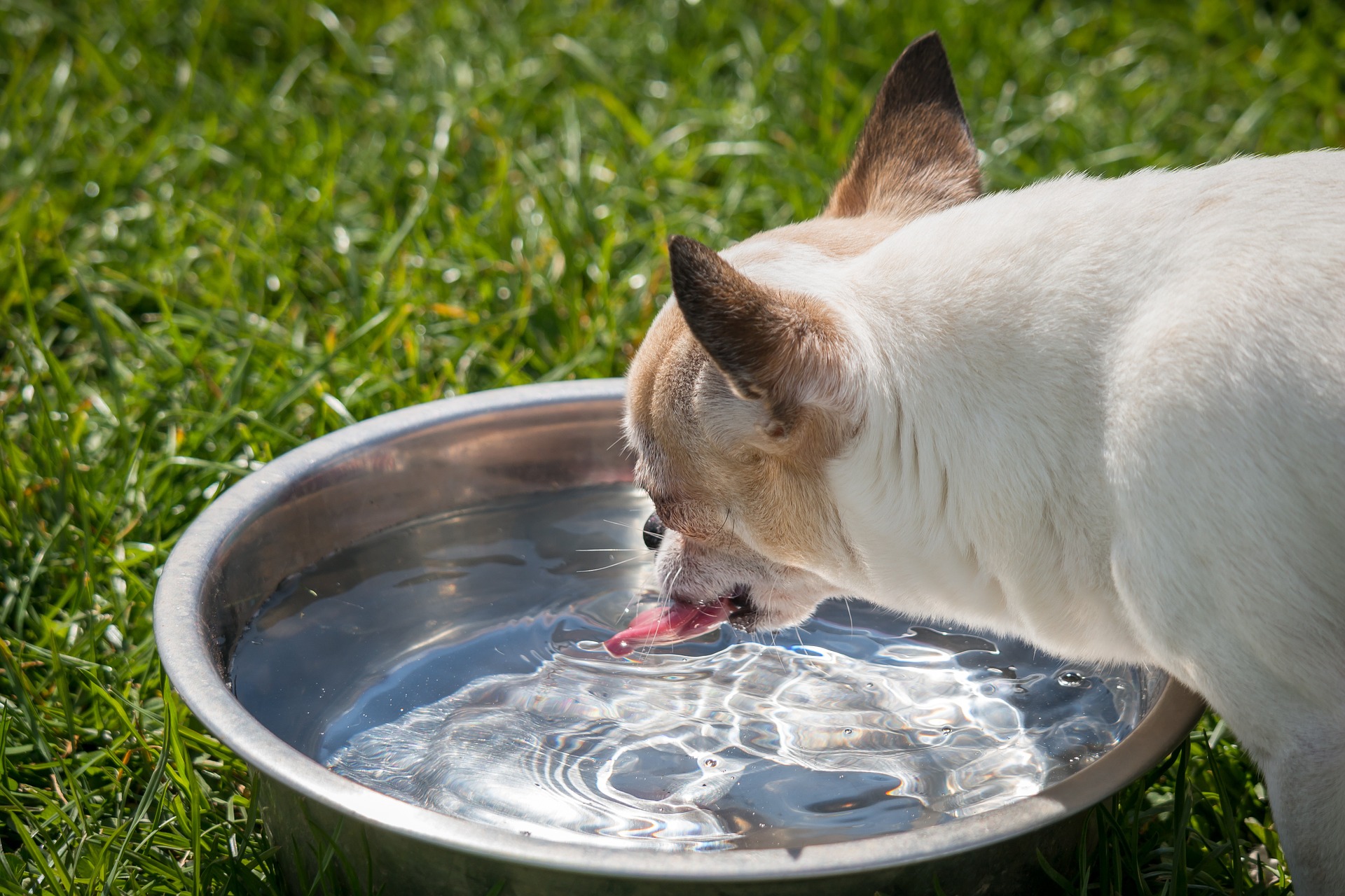 Água fresca evita a desidratação. Foto: Pixabay