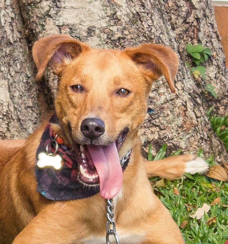 Adoção responsável: Este lindão é o Pastel, um cachorro dócil e companheiro, que tem dois anos e porte grande. Já castrado e vacinado, ele espera por um lar. Para adotá-lo fale com o pessoal da Animalia Curitiba (41) 98413-2093. Foto: Animalia/ Karla de Oliveira.