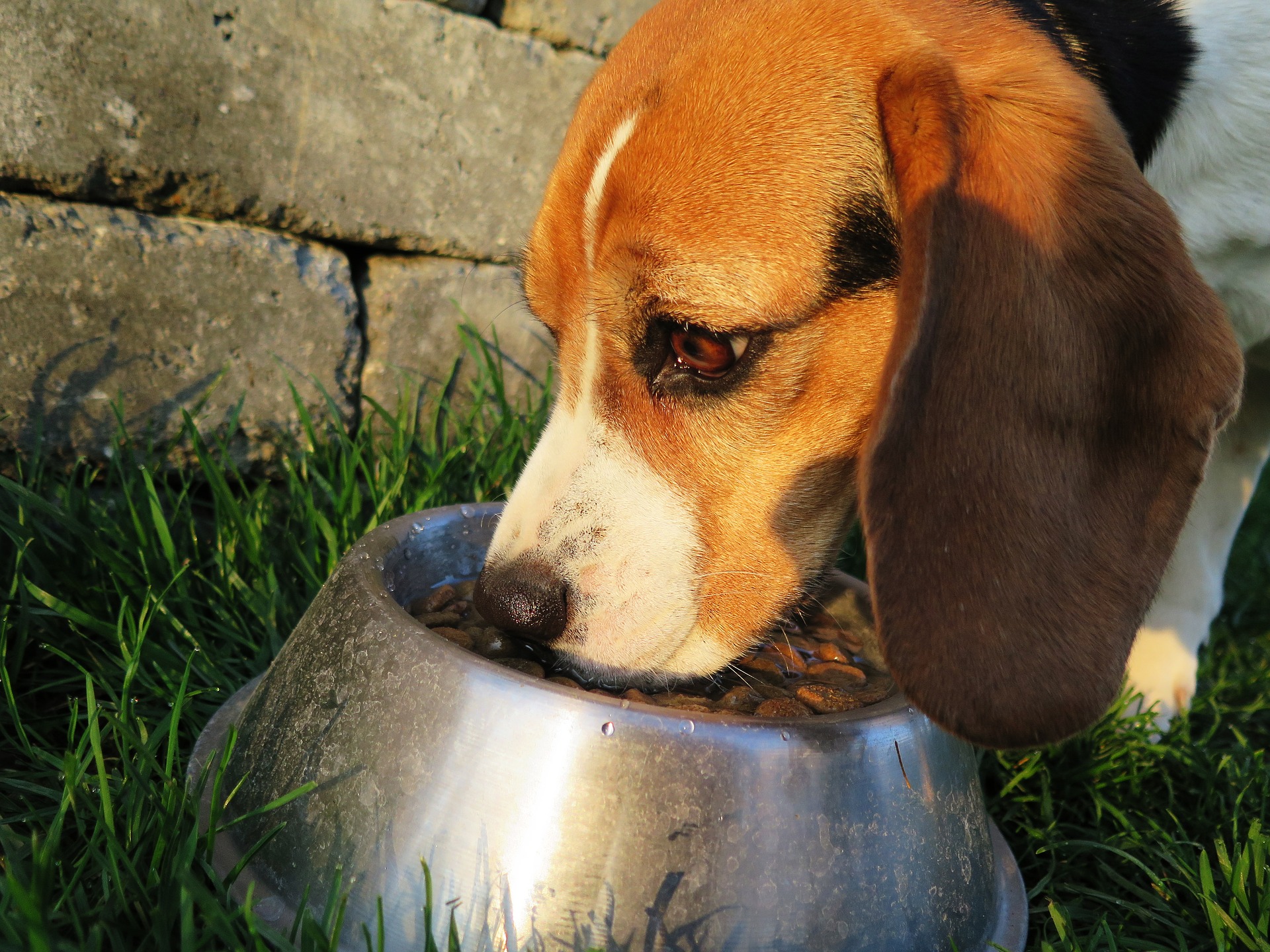 Alimentação de qualidade e balanceada garante o bem estar dos animais Foto: Pixabay