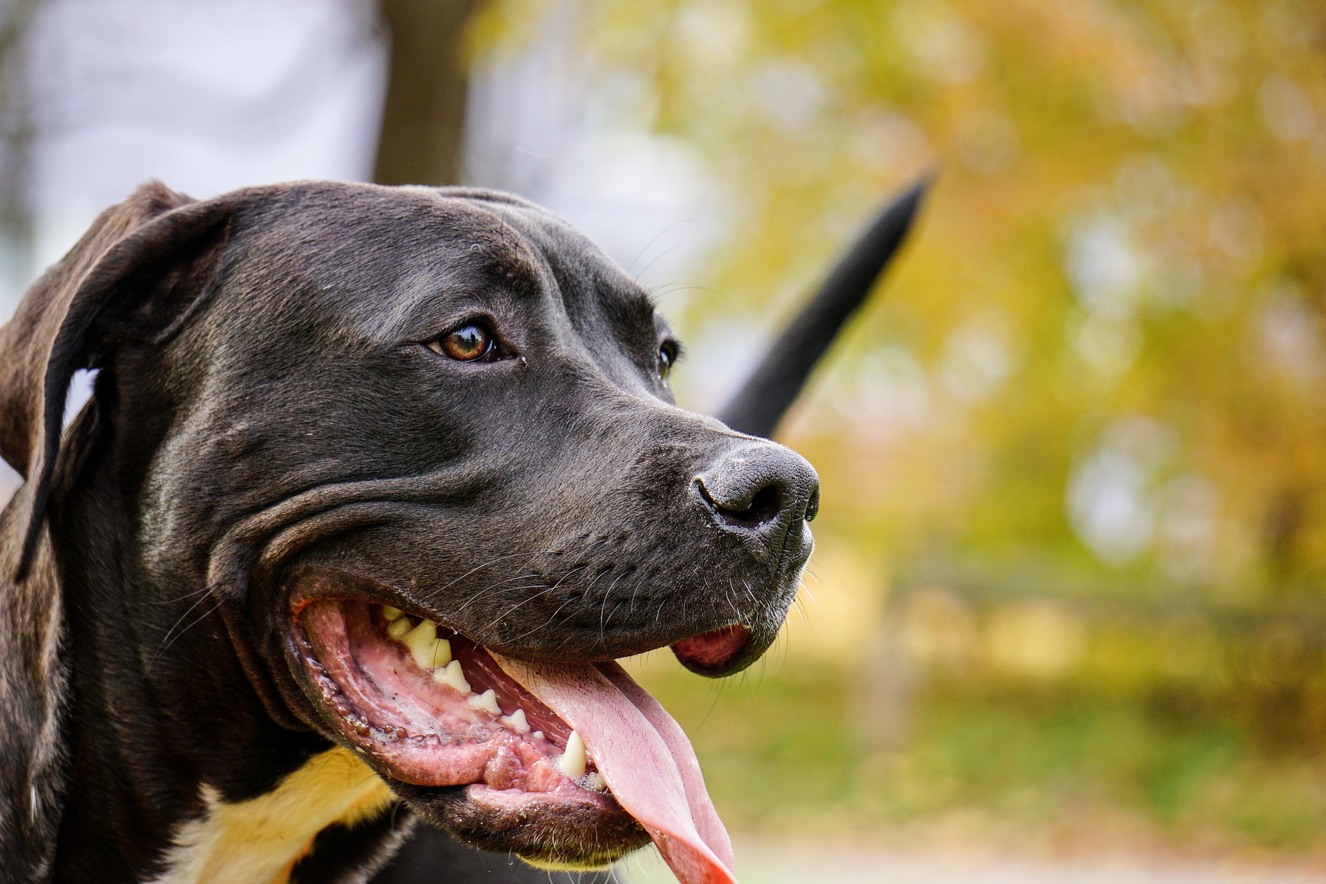 Cães enérgicos, os Pit Bulls adoram passear e são apegados aos donos. Foto: Pixabay