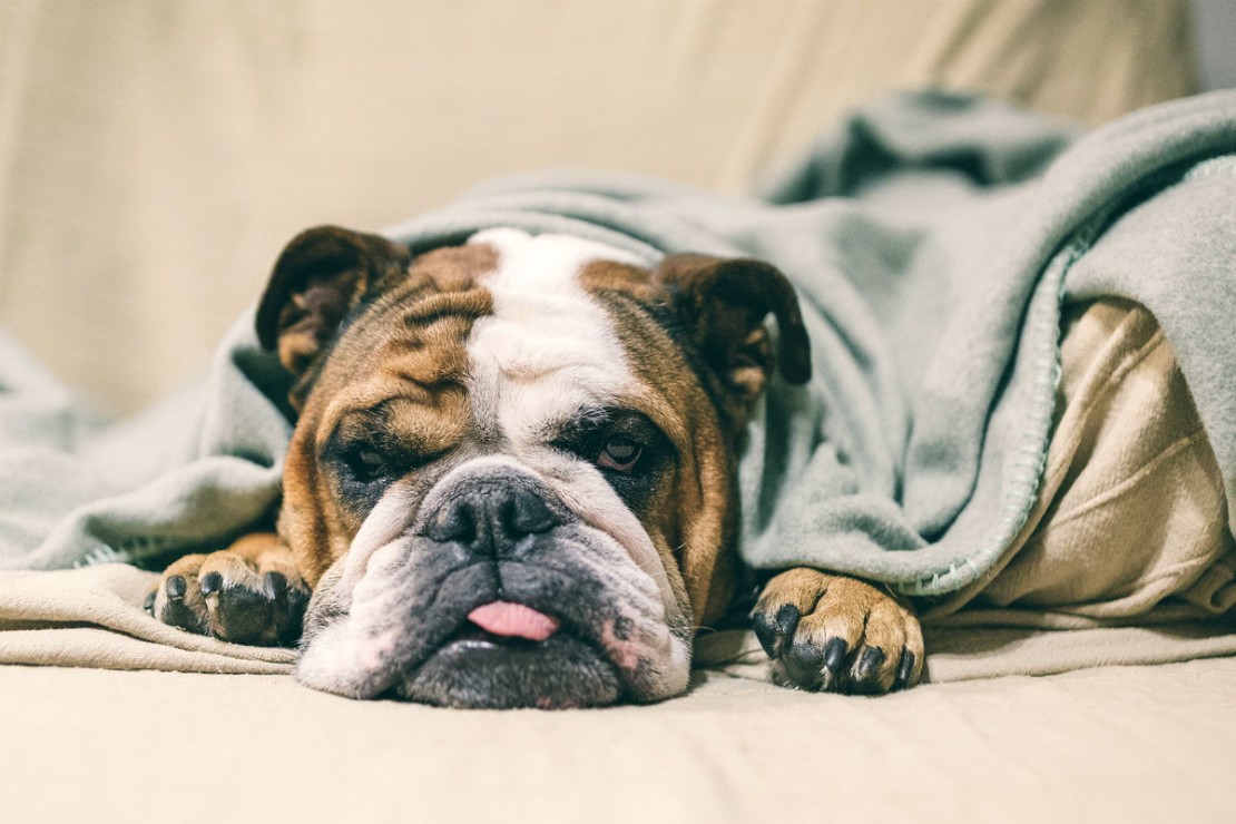 Proteja a casinha e arrume um cobertor para seu animal não sofrer com o frio. Foto: Visualhunt