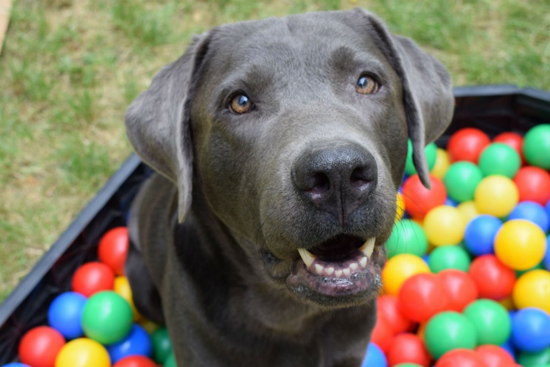 Cachorros não enxergam tão bem as cores como os humanos. Foto: Pixabay