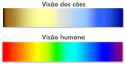 Escala de cores percebidas pela visão dos cães e humana. Foto: Reprodução