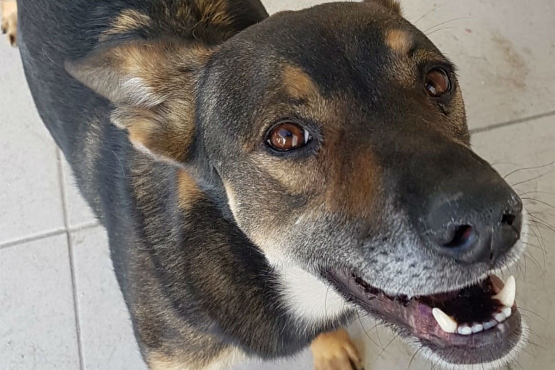 Scooby tem quatro anos e porte médio. Foto: Divulgação