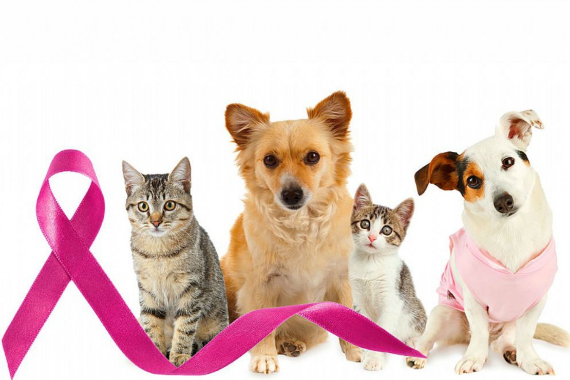 Cães e gatos também são beneficiados com o diagnóstico precoce. Foto: Reprodução