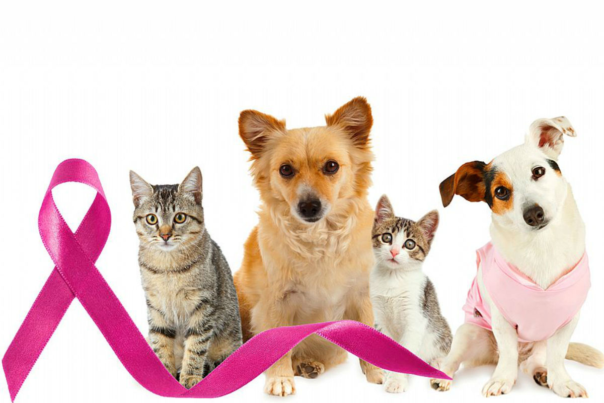 Cães e gatos também são beneficiados com o diagnóstico precoce. Foto: Reprodução