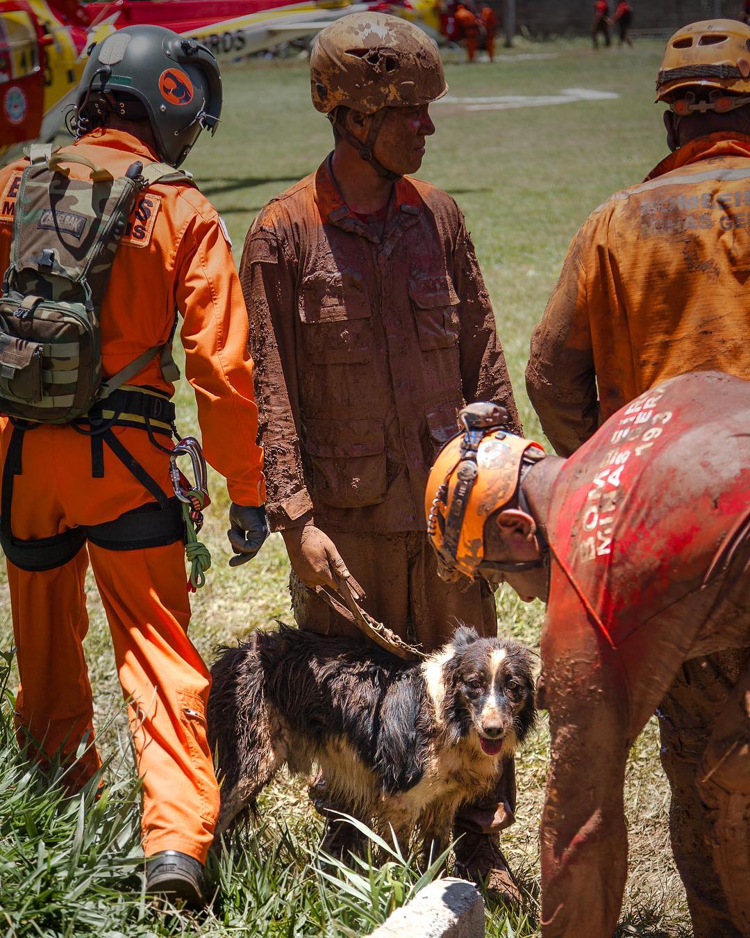 O cão Thor, durante os trabalhos de resgate. Foto: Reprodução/Instagram