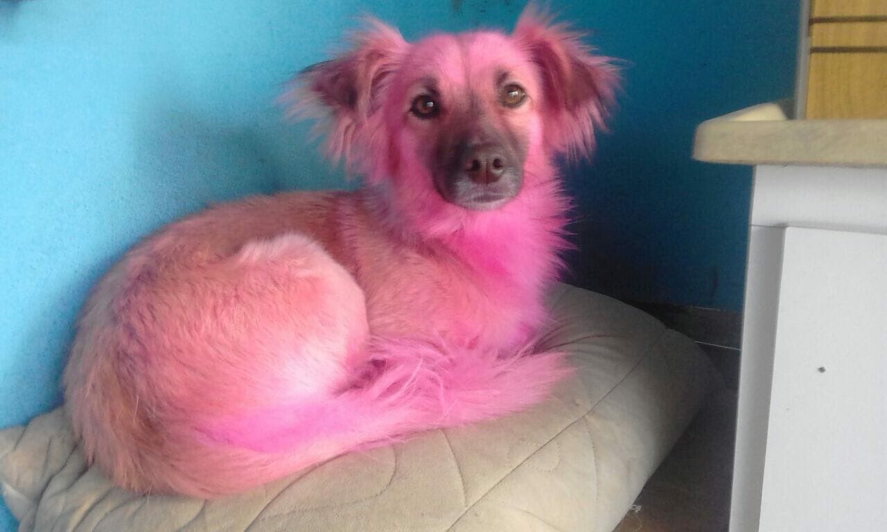 Idosa compra xampu errado e deixa cachorro rosa