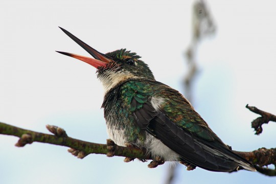 O beija-flor, também conhecido como colibri.