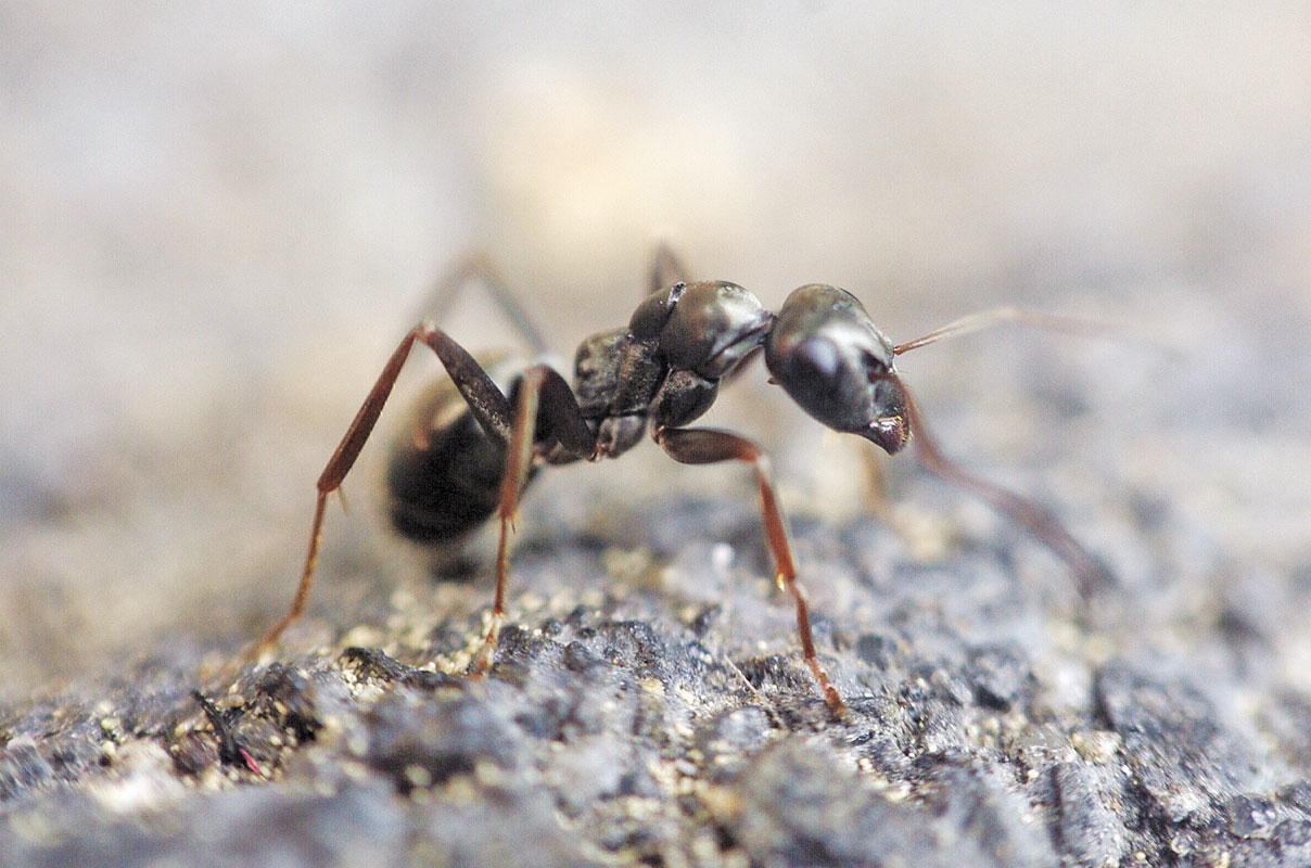 Parábola da demissão da formiga desmotivada