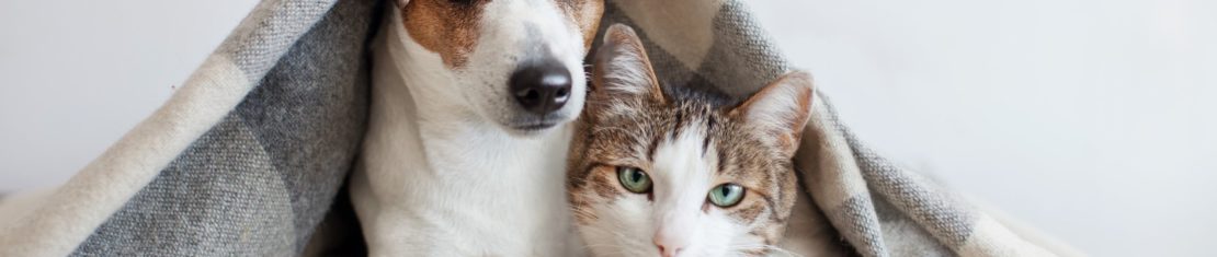 Gripe também afeta cachorros e gatos. Foto: Adobe Stock