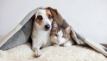Gripe também afeta cachorros e gatos. Foto: Adobe Stock