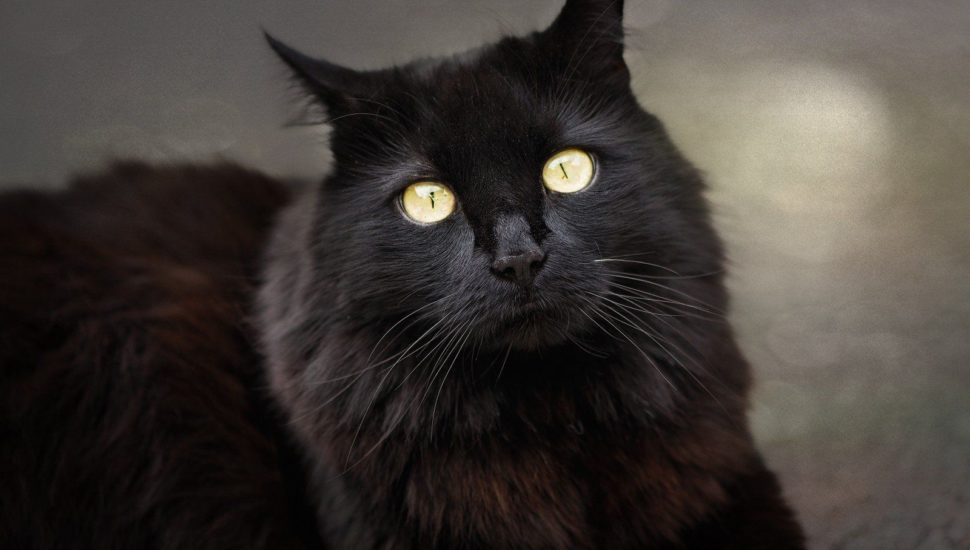 Nomes para gatos pretos: confira dicas e inspirações