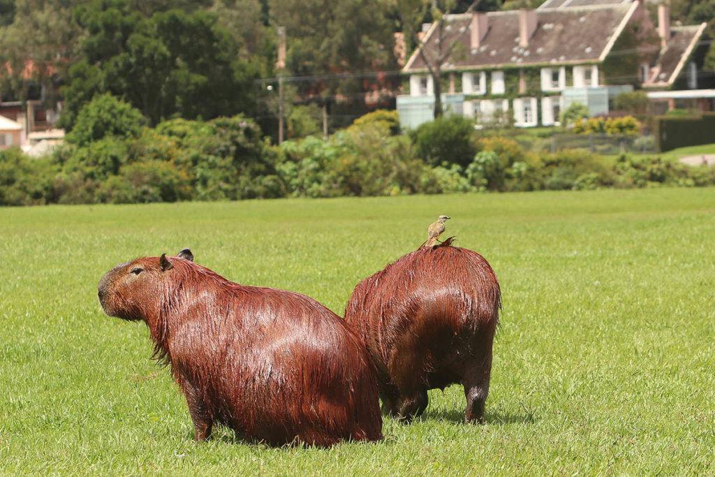 Hamilton Bruschz / Tribuna do Paraná