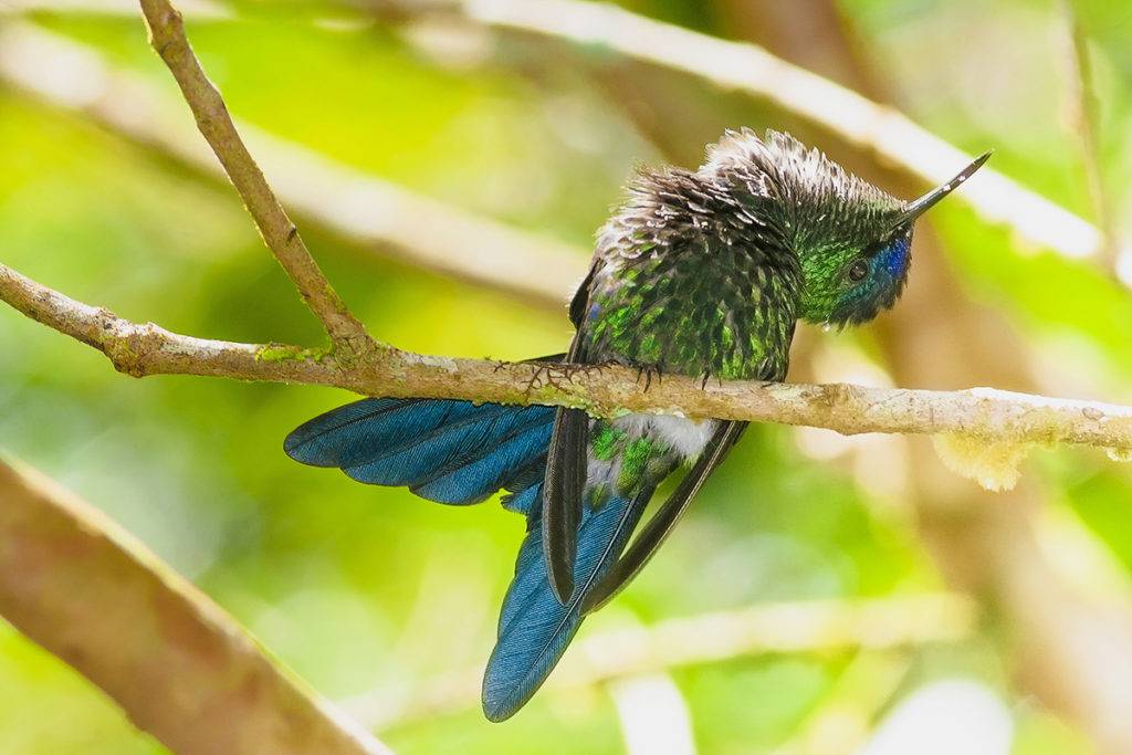 Lineu Filho / Tribuna do Paraná
