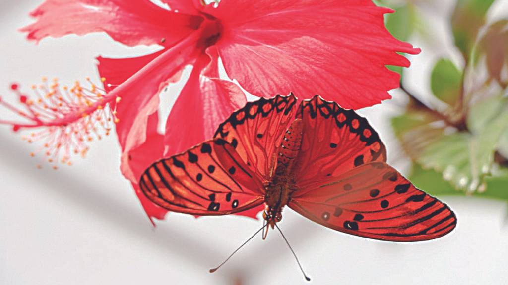 Átila Alberti / Tribuna do Paraná