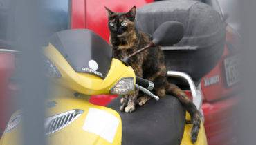 Átila Alberti / Tribuna do Paraná